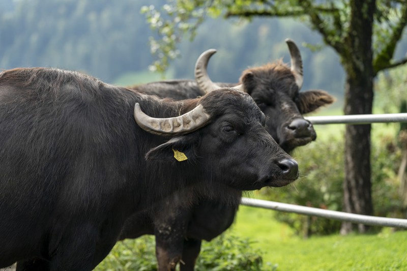 Drei Koenige Entlebuch 0145