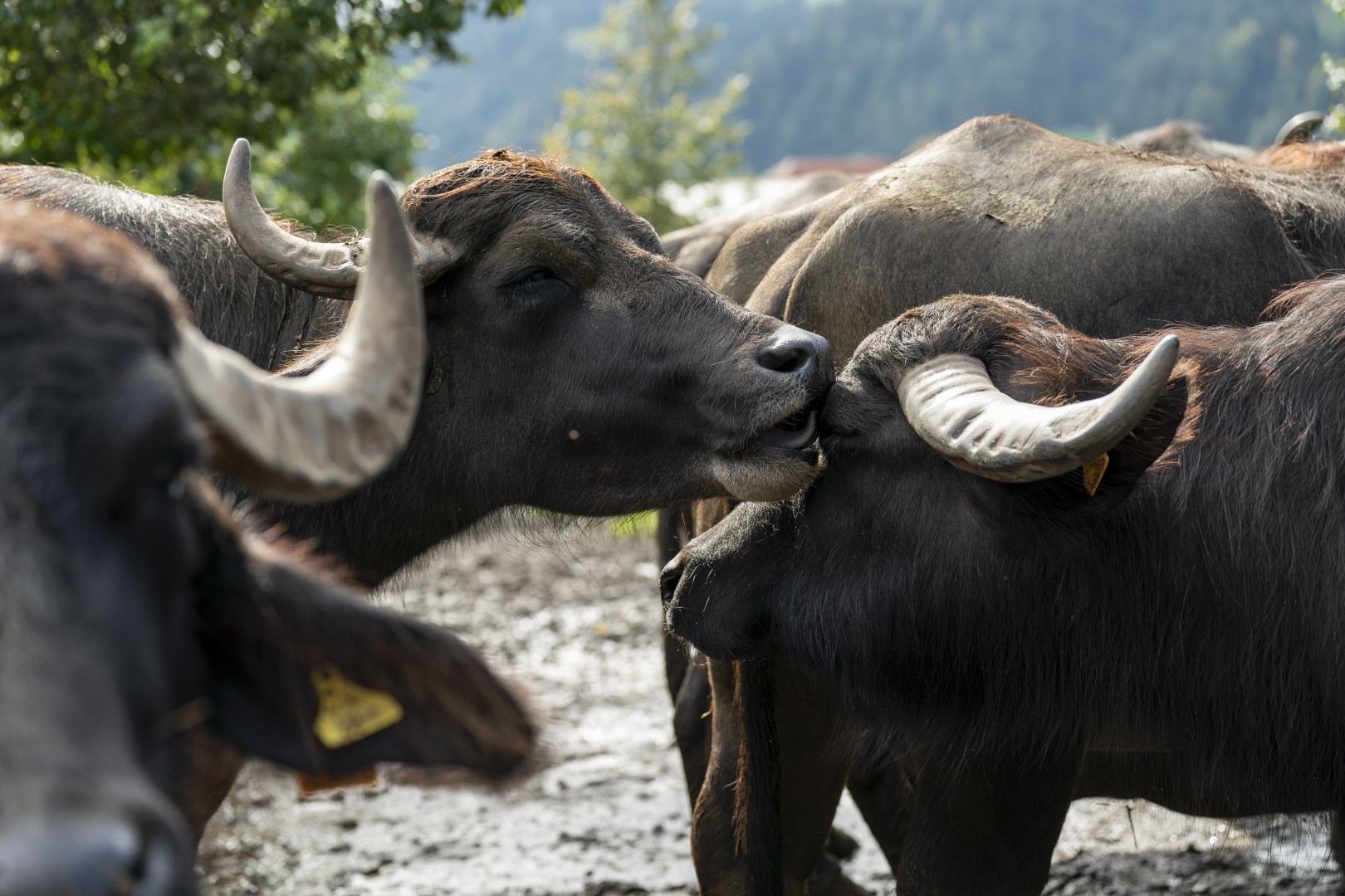 Wasserbüffel-Milchprodukte